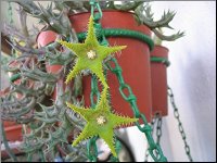 Orbea dummeri